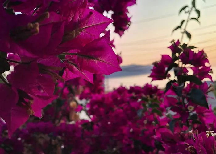 Joana 2 Apartment Vlore